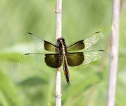 Widow Skimmer 2769
